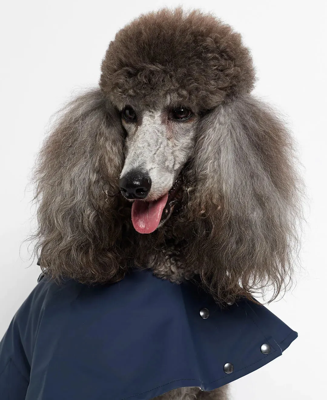 William Navy Waterproof Dog Rain Cape